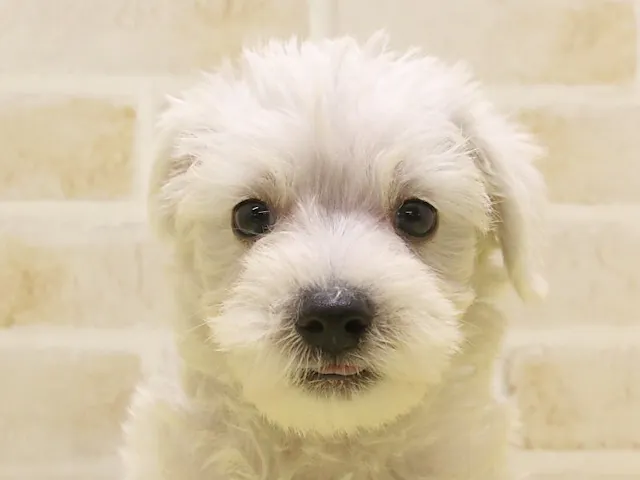 群馬県のハーフ犬・ミックス犬 (ペッツワンFC高崎東部店/2025年1月27日生まれ/男の子/ホワイト)の子犬